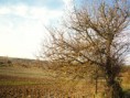 /album/montenero-dorcia-campagna/a42-jpg1/