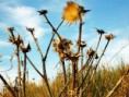 /album/montenero-dorcia-campagna/a62-jpg1/